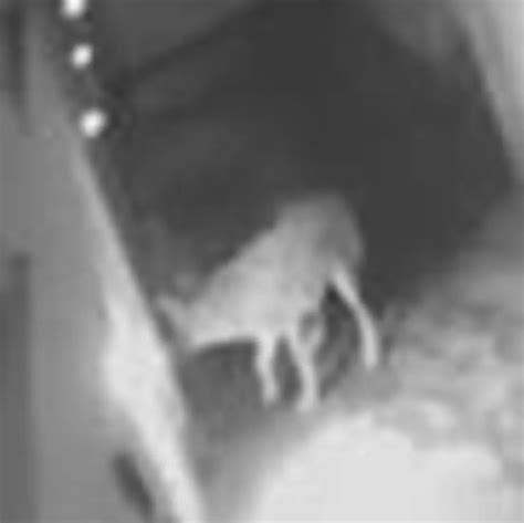 Coyote enters Woodland Hills home through doggie door, gets spooked by house cat